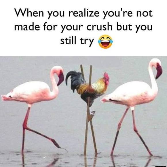 dushainw